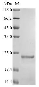 Phleum pratense Profilin-2 (PRO2) Recombinant Protein, Phleum pratense (Common timothy), E.coli, N-terminal 10xHis-tagged and C-terminal Myc-tagged, 21.5 kDa, purity >≥ 90% as determined by SDS-PAGE.