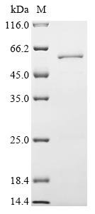 Human Vacuolar protein sorting-associated protein 4A (VPS4A) Recombinant Protein, Homo sapiens (Human), E.coli, N-terminal 10xHis-tagged and C-terminal Myc-tagged, 53.9 kDa, purity >≥ 85% as determined by SDS-PAGE.