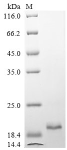 Chicken Fibroblast growth factor 2 (FGF2) Recombinant Protein, N-10His, Gallus gallus (Chicken), E.coli, N-terminal 10xHis-tagged, 19.9 kDa, purity >≥ 90% as determined by SDS-PAGE.