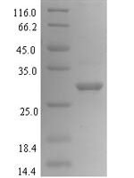 Bacillus subtilis Uncharacterized protein YnaB (ynaB) Recombinant Protein - BioCrest Sci