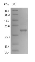 Bacillus subtilis Uncharacterized protein YnaB (ynaB) Recombinant Protein, Bacillus subtilis (strain 168), E.coli, N-terminal 6xHis-SUMO-tagged, 32.8 kDa, purity >≥ 90% as determined by SDS-PAGE.