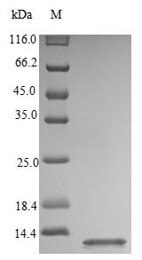 Human C-X-C motif chemokine 10 (CXCL10) Recombinant Protein, C-His, Homo sapiens (Human), E.coli, C-terminal 6xHis-tagged, 10.6 kDa, purity >≥ 90% as determined by SDS-PAGE.