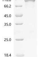 Human Protein kinase C gamma type (PRKCG) Recombinant Protein - BioCrest Sci