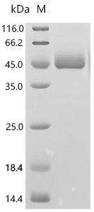 Human Signal-regulatory protein gamma (SIRPG), partial Recombinant Protein, C-10His, Mammalian cell, C-terminal 10xHis-tagged, 39.8 kDa, purity >≥ 95% as determined by SDS-PAGE.