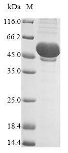Vaccinia virus Truncated plaque-size/host range protein (PS/HR) Recombinant Protein, N-MBP/C-His, Vaccinia virus (strain LC16m8) (VACV), Baculovirus, N-terminal MBP-tagged and C-terminal 6xHis-tagged, 52.6 kDa, purity >≥ 85% as determined by SDS-PAGE.