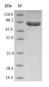 Human Ras association domain-containing protein 6 (RASSF6) Recombinant Protein, Homo sapiens (Human), E.coli, N-terminal GST-tagged, 62.8 kDa, purity >≥ 90% as determined by SDS-PAGE.