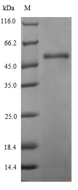 Staphylococcus aureus Gamma-hemolysin component B (hlgB) Recombinant Protein, Staphylococcus aureus (strain N315), E.coli, N-terminal 6xHis-SUMO-tagged, 50.1 kDa, purity >≥ 90% as determined by SDS-PAGE.