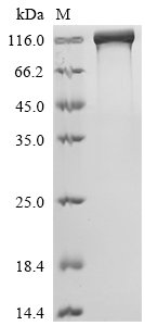 Human Epidermal growth factor receptor (EGFR), partial,Biotinylated Recombinant Protein, Homo sapiens (Human), Mammalian cell, C-terminal mFc-Avi-tagged, 97.6 kDa, purity >≥ 90% as determined by SDS-PAGE.