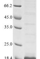 Rat Protein S100-A4 (S100a4) Recombinant Protein - BioCrest Sci