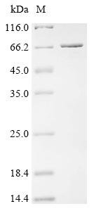 Escherichia coli Alpha,alpha-phosphotrehalase Recombinant Protein, Escherichia coli (strain B / BL21-DE3), E.coli, C-terminal 6xHis-tagged, 70.8 kDa, purity >≥ 90% as determined by SDS-PAGE.