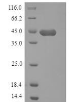 Mouse Hyaluronan and proteoglycan link protein 1 (Hapln1) Recombinant Protein, N-His - BioCrest Sci