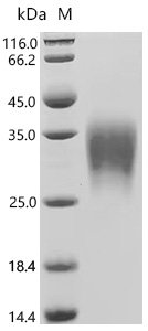 Human Activin receptor type-2A (ACVR2A), partial, Biotinylated Recombinant Protein, Mammalian cell, C-terminal 10xHis-Avi-tagged, 16.9 kDa, purity >≥ 95% as determined by SDS-PAGE.