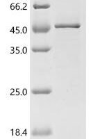 Bacillus sp Protein rep (repA) Recombinant Protein - BioCrest Sci