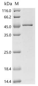 Bacillus sp Protein rep (repA) Recombinant Protein, Bacillus sp, E.coli, C-terminal 6xHis-tagged, 42.9 kDa, purity >≥ 85% as determined by SDS-PAGE.