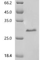 Human TATA-binding protein-associated factor 2N (TAF15), partial Recombinant Protein, N-10His, aa 1–150 - BioCrest Sci