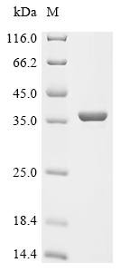 Shigella flexneri Nucleoside-specific channel-forming protein tsx (tsx) Recombinant Protein, Shigella flexneri, E.coli, N-terminal 10xHis-tagged and C-terminal Myc-tagged, 38.9 kDa, purity >≥ 90% as determined by SDS-PAGE.