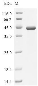Escherichia coli Phenylalanine--tRNA ligase alpha subunit (pheS) Recombinant Protein, Escherichia coli (strain K12), E.coli, C-terminal 6xHis-tagged, 43.7 kDa, purity >≥ 95% as determined by SDS-PAGE.