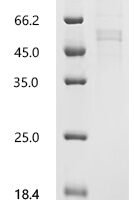 Human Butyrophilin-like protein 2 (BTNL2), partial Recombinant Protein, C-Twin-Strep - BioCrest Sci