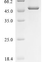 Xenopus laevis Decapping and exoribonuclease protein (dxo) Recombinant Protein, N-His - BioCrest Sci