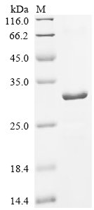 Mouse Tolloid-like protein 1 (Tll1), partial Recombinant Protein, Mus musculus (Mouse), E.coli, C-terminal 6xHis-tagged, 29.8 kDa, purity >≥ 85% as determined by SDS-PAGE.