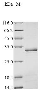 Human Peroxisomal biogenesis factor 3 (PEX3), partial Recombinant Protein, Homo sapiens (Human), E.coli, N-terminal 10xHis-tagged and C-terminal Myc-tagged, 33.3 kDa, purity >≥ 85% as determined by SDS-PAGE.