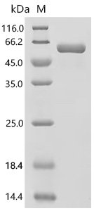 Mouse Microtubule-associated protein 4 (Map4), partial Recombinant Protein, Mammalian cell, N-terminal hFc1-tagged, 43.9 kDa, purity >≥ 95% as determined by SDS-PAGE.