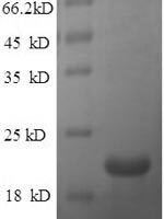 Mouse Beta-defensin 14 (Defb14) Recombinant Protein - BioCrest Sci