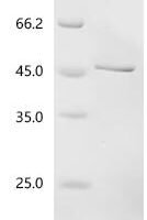 Human DDB1-and CUL4-associated factor 1 (DCAF1), partial Recombinant Protein - BioCrest Sci