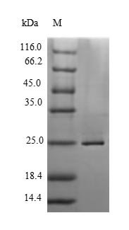 Micrurus tener tener Kunitz-type neurotoxin MitTx-alpha Recombinant Protein, N-His, Micrurus tener tener (Texas coral snake), Yeast, N-terminal 6xHis-tagged, 9.1 kDa, purity >≥ 90% as determined by SDS-PAGE.