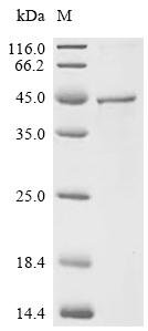 Human Norrin (NDP) Recombinant Protein, C-GST, E.coli, C-terminal GST-tagged, 44.0 kDa, purity >≥ 85% as determined by SDS-PAGE.