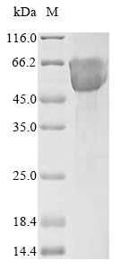Human Mucosal addressin cell adhesion molecule 1 (MADCAM1), partial Recombinant Protein, N-10His, Homo sapiens (Human), Mammalian cell, N-terminal 10xHis-tagged, 34.9 kDa, purity >≥ 85% as determined by SDS-PAGE.