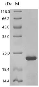Saccharomyces cerevisiae 12 kDa heat shock protein (HSP12) Recombinant Protein, Saccharomyces cerevisiae (strain ATCC 204508 / S288c) (Baker's yeast), E.coli, C-terminal 6xHis-tagged, 18.6 kDa, purity >≥ 90% as determined by SDS-PAGE.