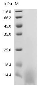 Mouse Guanylate cyclase activator 2B (Guca2b) Recombinant Protein, Tag-Free, Mus musculus (Mouse), Yeast, Tag-Free, 9.4 kDa, purity >≥ 95% as determined by SDS-PAGE.