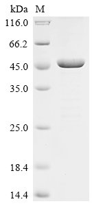 Human Neutral cholesterol ester hydrolase 1 (NCEH1), partial Recombinant Protein, Homo sapiens (Human), E.coli, N-terminal 10xHis-tagged and C-terminal Myc-tagged, 50.7 kDa, purity >≥ 85% as determined by SDS-PAGE.