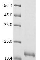 Pig Antibacterial peptide PMAP-23 (PMAP23) Recombinant Protein - BioCrest Sci