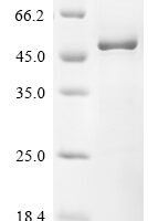 Mouse MAP kinase-activated protein kinase 2 (Mapkapk2) Recombinant Protein - BioCrest Sci