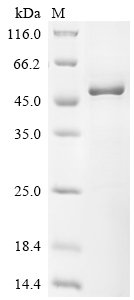 Mouse MAP kinase-activated protein kinase 2 (Mapkapk2) Recombinant Protein, Mus musculus (Mouse), E.coli, N-terminal 10xHis-tagged and C-terminal Myc-tagged, 51.5 kDa, purity >≥ 85% as determined by SDS-PAGE.