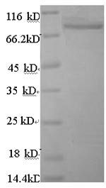 Human Angiopoietin-related protein 4 (ANGPTL4), partial Recombinant Protein, Homo sapiens (Human), E.coli, N-terminal GST-tagged, 69.6 kDa, purity >≥ 90% as determined by SDS-PAGE.