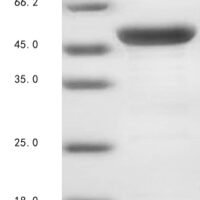 Oryza sativa subsp. japonica TPR repeat-containing thioredoxin TDX (Os09g0401200) Recombinant Protein - BioCrest Sci