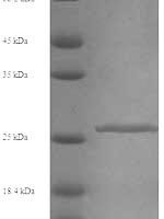 Mouse Chymotrypsin-like elastase family member 2A (Cela2a) Recombinant Protein, N-His, aa 31–271, Yeast - BioCrest Sci