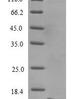Mouse Alpha-synuclein (Snca) Recombinant Protein - BioCrest Sci