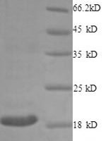 Rabbit CD40 ligand (CD40LG), partial Recombinant Protein, N-His, aa 113–261, E.coli - BioCrest Sci