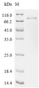 Yarrowia lipolytica ATP citrate synthase Recombinant Protein, C-His, aa 1–650, Yarrowia lipolytica (strain CLIB 122 / E 150) (Yeast) (Candida lipolytica), E.coli, C-terminal 6xHis-tagged, 78.4 kDa, purity >≥ 90% as determined by SDS-PAGE.