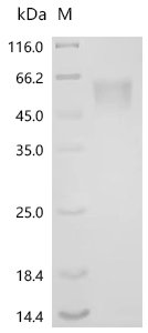 Human Ciliary neurotrophic factor receptor subunit alpha (CNTFR) Recombinant Protein, Mammalian cell, C-terminal 10xHis-tagged, 37.2 kDa, purity >≥ 95% as determined by SDS-PAGE.≥ 95% as determined by SEC-HPLC.