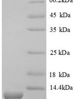 Mouse Stromal cell-derived factor 1 (Cxcl12), partial Recombinant Protein - BioCrest Sci