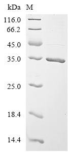 Dog NK3 homeobox 2 (NKX3-2), partial Recombinant Protein, Canis lupus familiaris (Dog) (Canis familiaris), E.coli, C-terminal 6xHis-tagged, 28.8 kDa, purity >≥ 85% as determined by SDS-PAGE.