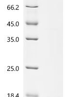 mouse Interferon gamma (Ifng) Recombinant Protein - BioCrest Sci