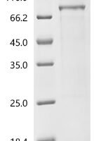 Mouse Basic helix-loop-helix ARNT-like protein 1 (Bmal1) Recombinant Protein - BioCrest Sci