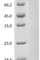 Human Protein turtle homolog A (IGSF9), partial Recombinant Protein, C-10His - BioCrest Sci