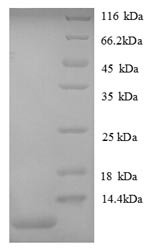 Mouse Growth-regulated alpha protein (Cxcl1), partial Recombinant Protein, Mus musculus (Mouse), E.coli, N-terminal 6xHis-tagged, 11.5 kDa, purity >≥ 90% as determined by SDS-PAGE.